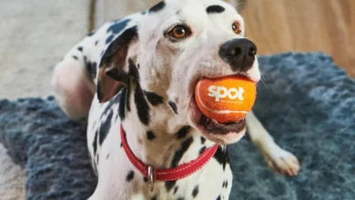 Spot Pet Insurance